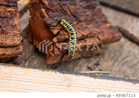 Beautiful black and yellow caterpillar creeps on piece of old br Beautiful black and yellow caterpillar creeps on piece of old br 69367113