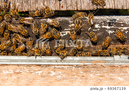 Plenty of bees at the entrance of beehive in apiary. 69367139
