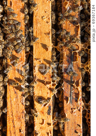 Close up view of the bees swarming on a honeycomb. Close up view of the bees swarming on a honeycomb. 69367184