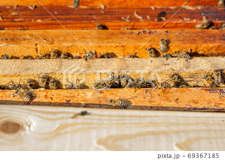 Close up view of the bees swarming on a honeycomb. Close up view of the bees swarming on a honeycomb. 69367185