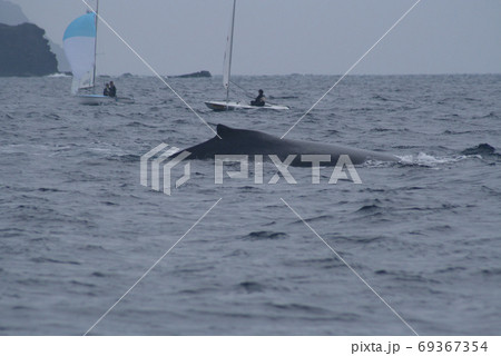 ザトウクジラとヨット ザトウクジラとヨット 69367354