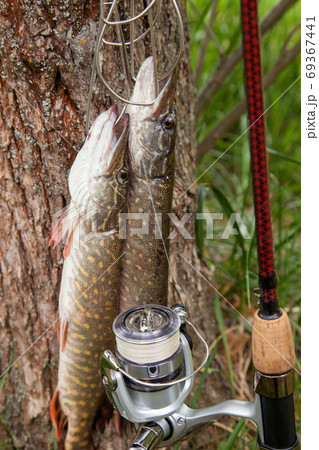 Good catch. Two freshwater pike fish on fish stringer on natural 69367441