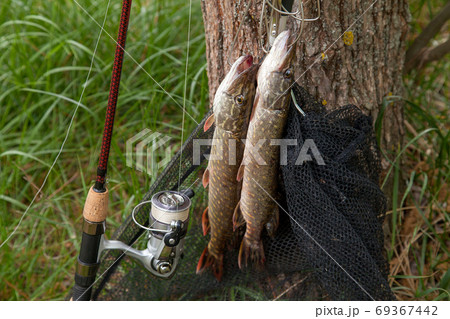 Good catch. Two freshwater pike fish on fish stringer on natural 69367442
