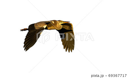 Grey heron in flight isolated on white background. 69367717