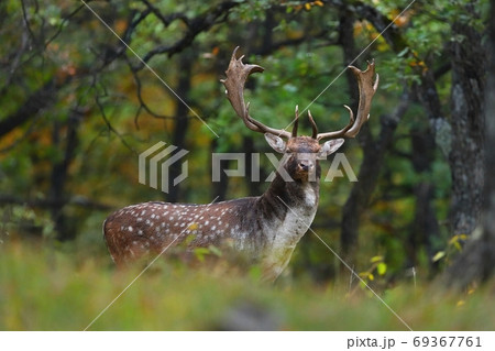 Majestic fallow deer stag standing in forest in autumn. Majestic fallow deer stag standing in forest in autumn. 69367761