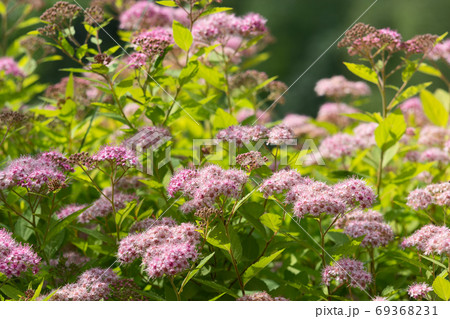 Spirea Japanese 69368231