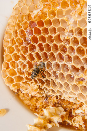 Close up view of the working bee on the honeycomb with sweet hon Close up view of the working bee on the honeycomb with sweet hon 69368816