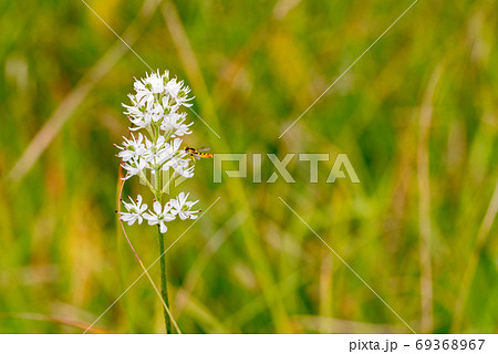 イワショウブで蜜を吸うハナアブ 69368967