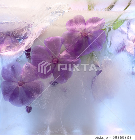 Frozen   flower of         phlox 69369333