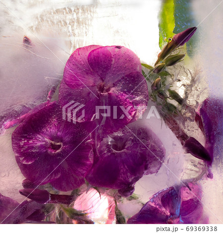 Frozen flower of phlox Frozen flower of phlox 69369338
