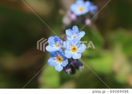 ノハラムラサキの花 69369496