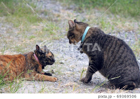 サビ猫とキジトラの睨み合いの写真素材