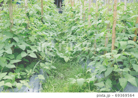 growing cowpea plant in farm 69369564