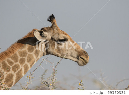 Closeup portrait of a curious giraffe over blue sky with long neck and big eyes looking at the camera. Namibia 69370321