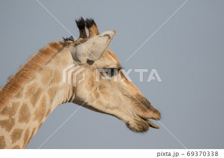 Closeup portrait of a curious giraffe over blue sky with long neck and big eyes looking at the camera. Namibia 69370338