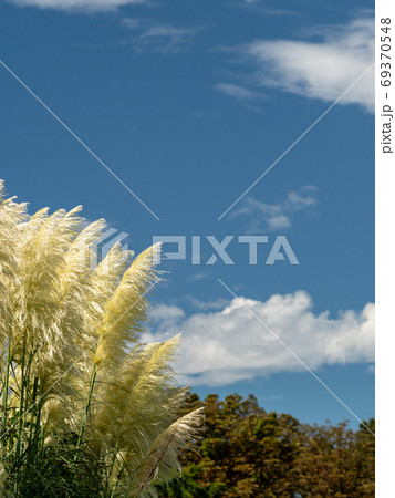 青空と白い雲と風に揺れる柔らかなパンパスグラス 青空と白い雲と風に揺れる柔らかなパンパスグラス 69370548