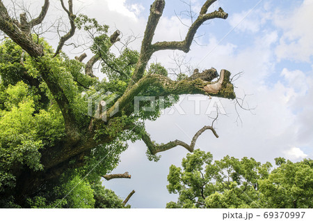京都の青蓮院のクスノキ 69370997