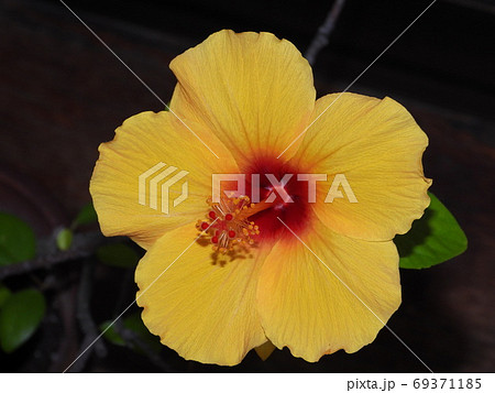 ハイビスカス(黄色) ハイビスカス(黄色) 69371185