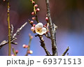 白梅 69371513