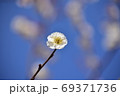 白梅と青空 69371736