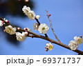 白梅と青空 69371737