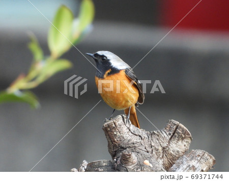 ジョウビタキ♂(野鳥) ジョウビタキ♂(野鳥) 69371744