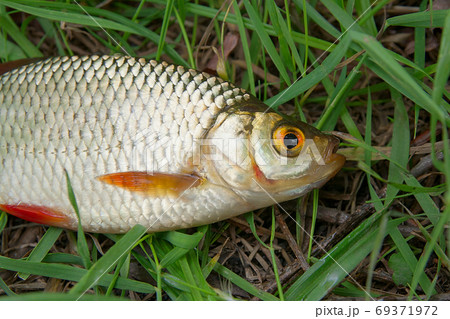 Single common rudd fish on green grass. 69371972