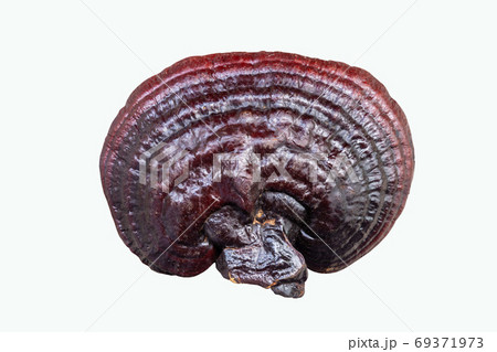 Lingzhi mushroom on white background (Ganoderma Lucidum). Chinese traditional medicine and nutritive value. 69371973