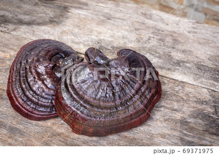 Lingzhi mushroom on wooden floor. (Ganoderma Lucidum). Chinese traditional medicine and nutritive value. 69371975