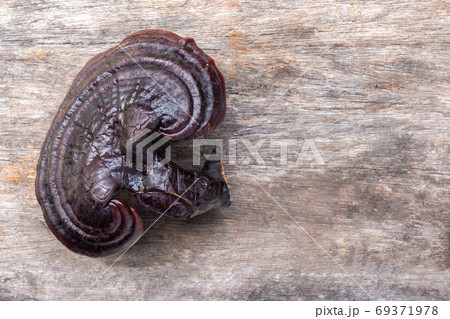 Lingzhi mushroom on wooden floor. (Ganoderma Lucidum). Chinese traditional medicine and nutritive value. 69371978