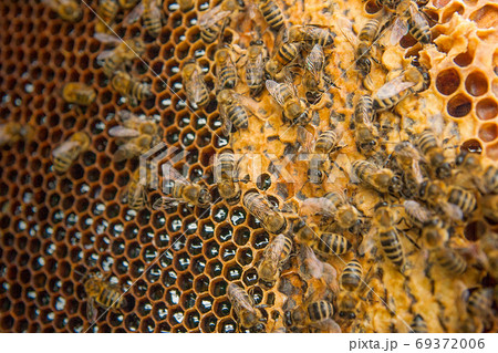 View of the working bees on the honeycomb with sweet honey. 69372006