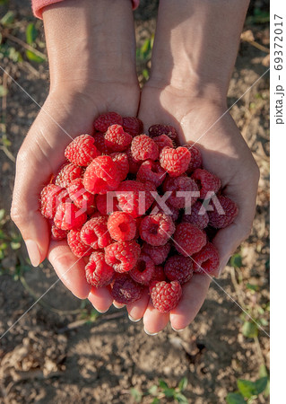 Close up of the ripe raspberry in hands. Close up of the ripe raspberry in hands. 69372017