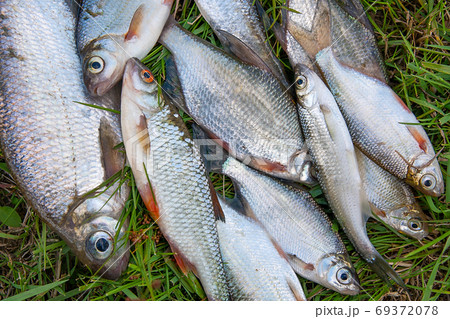 Pile of freshwater silver bream or white bream fish, roach fish, 69372078