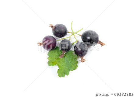 Black currant berry isolated on white. A bunch of black currant. 69372382