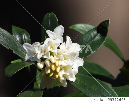 シロバナジンチョウゲ(白花沈丁花) シロバナジンチョウゲ(白花沈丁花) 69372663