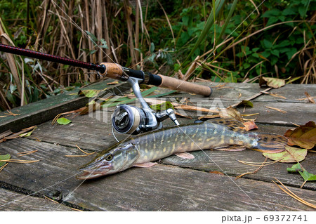 Freshwater Northern Pike Fish Know As Esox Lucius And Fishing Rod With Reel  Lying On Vintage Wooden Background With Yellow Leaves At Autumn Time.  Fishing Concept, Good Catch - Big Freshwater Pike