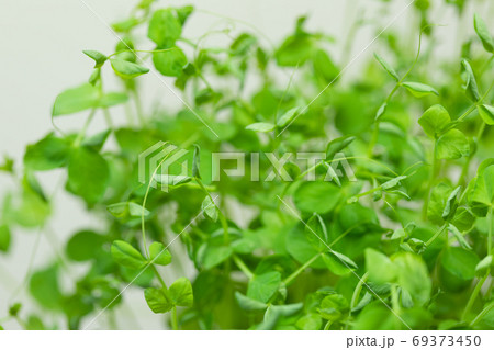 豆苗の葉っぱ 豆苗の葉っぱ 69373450