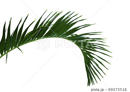 Green plam leaves Green plam leaves 69373516