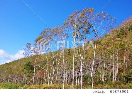北海道鹿追町　白樺峠　千畳崩 69373901