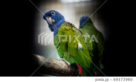 振り向くインコが可愛い 振り向くインコが可愛い 69373960