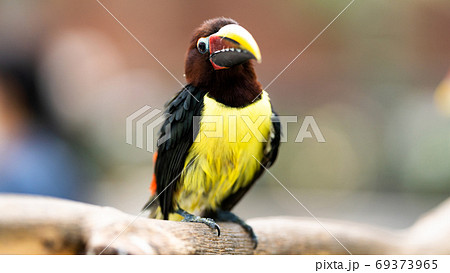 鮮やかな鳥グリーンアラカリ 鮮やかな鳥グリーンアラカリ 69373965