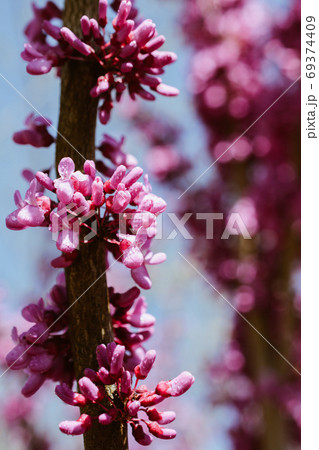 Tree bloom blossom beautiful flowers in spring Tree bloom blossom beautiful flowers in spring 69374409