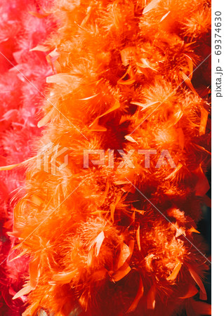 Beautiful bird feathers for decorative aims 69374630
