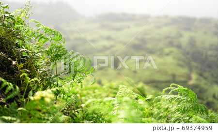 Glade of green fern in mountain valley 69374959