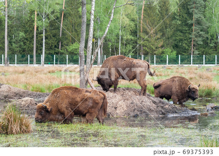 European bison in pasture in summer, Stock photo 69375393