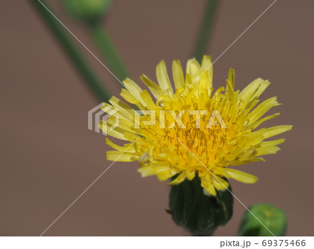 西洋タンポポの花のクローズアップ 69375466