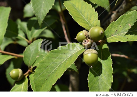 若いコナラのどんぐり 69375875