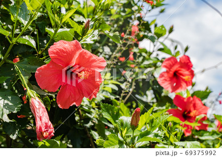 Red flowers of Chinese rose, stock photo 69375992