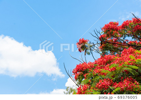 Summer background with Delonix regia blooming tree 69376005