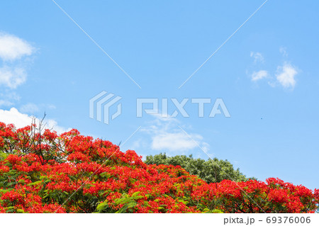 Summer background with Delonix regia blooming tree Summer background with Delonix regia blooming tree 69376006